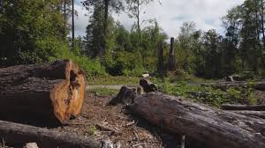 Plover, WI Tree Services Company