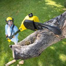 Best Tree Maintenance Programs  in Plover, WI
