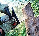Best Leaf Removal  in Plover, WI