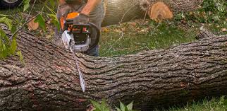 Best Palm Tree Trimming  in Plover, WI