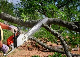 Best Tree and Shrub Care  in Plover, WI