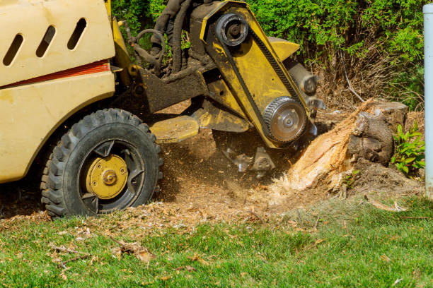 Best Lawn Disease Treatment  in Plover, WI