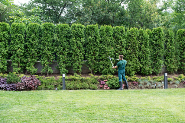 Best Lawn Renovation and Restoration  in Plover, WI