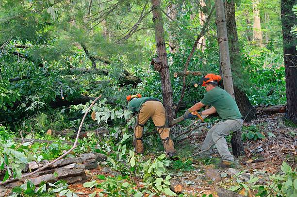 Best Tree Fertilization  in Plover, WI