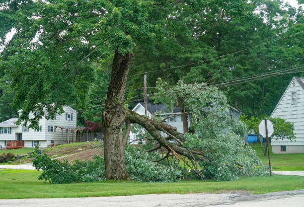 Best Commercial Tree Services  in Plover, WI