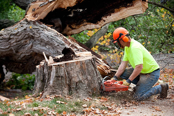 Best Lawn Drainage Solutions  in Plover, WI