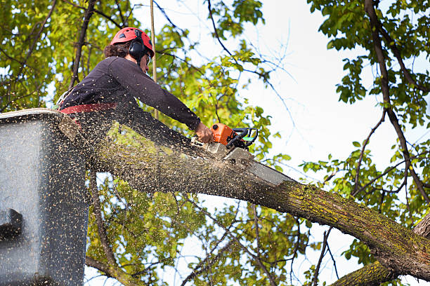 Best Tree Health Inspection  in Plover, WI