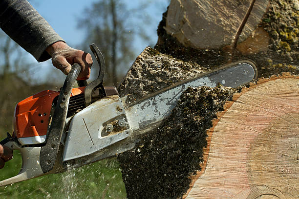 How Our Tree Care Process Works  in  Plover, WI